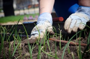 Four Surprising Benefits of Gardening for Seniors