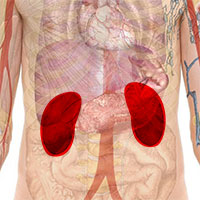 human anatomy highlighting the kidneys