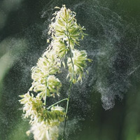 a plant dispersing pollen into the air